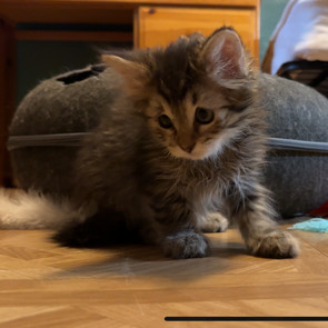 Nutmeg w/ Cayenne - Shy, but Sweet! Good w/ Cats!