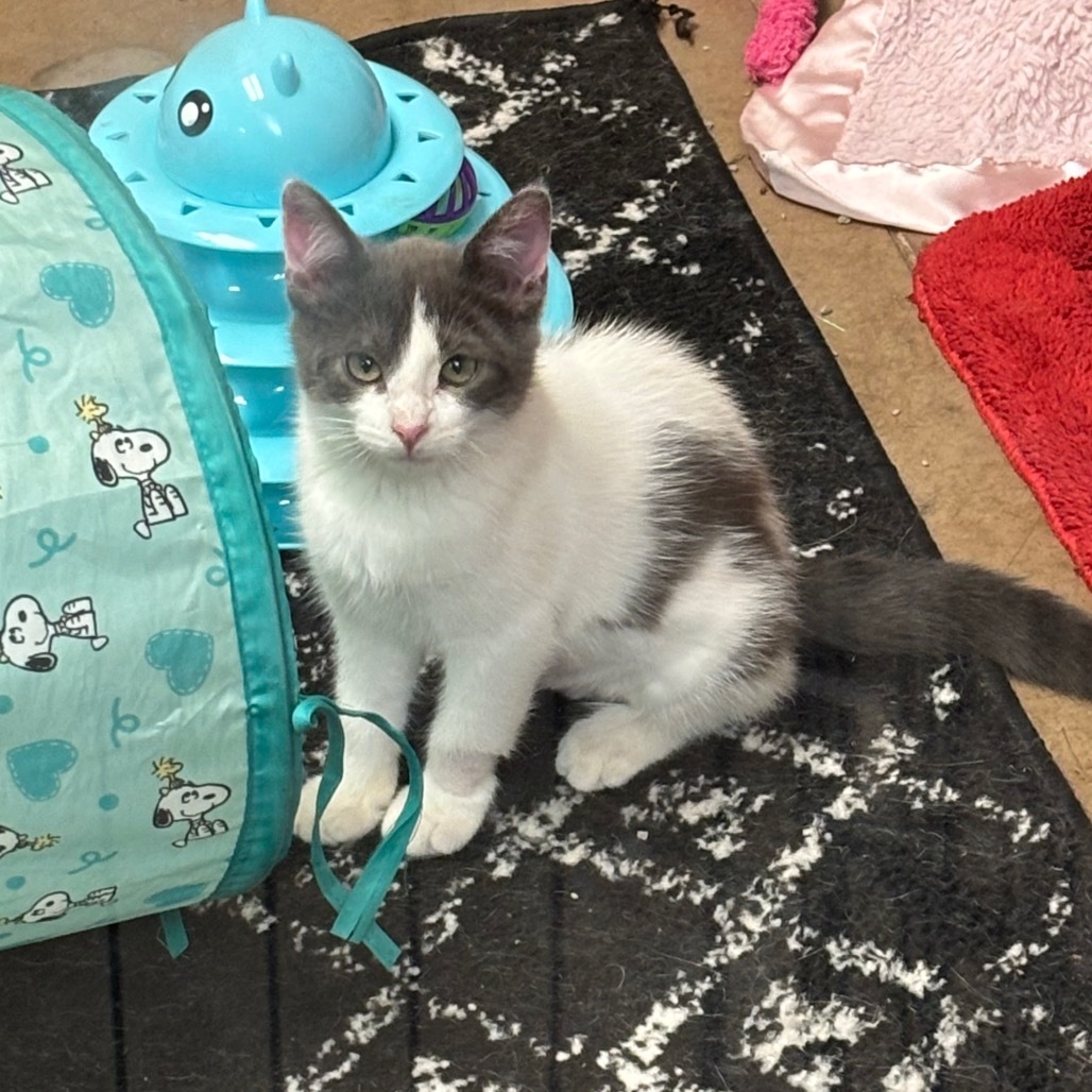 Bluebell - Tiny & playful fluffball!
