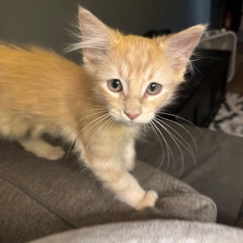 Cayenne / Nutmeg - Cuddly & Affectionate! Good w/ Cats!