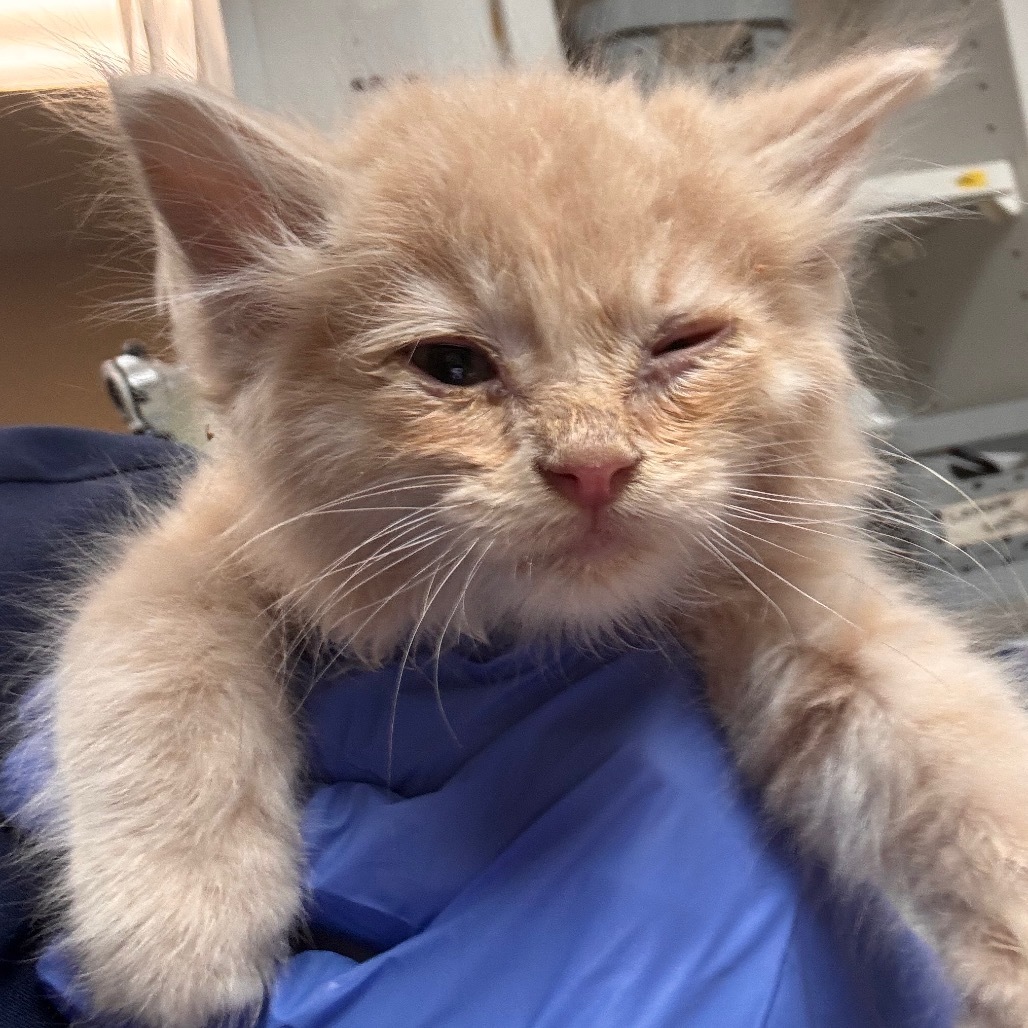 Cayenne / Nutmeg - Cuddly & Affectionate! Good w/ Cats!