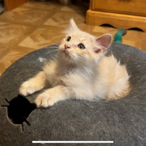 Cayenne / Nutmeg - Cuddly & Affectionate! Good w/ Cats!