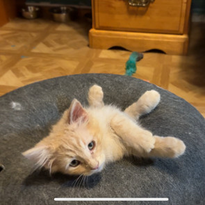 Cayenne / Nutmeg - Cuddly & Affectionate! Good w/ Cats!
