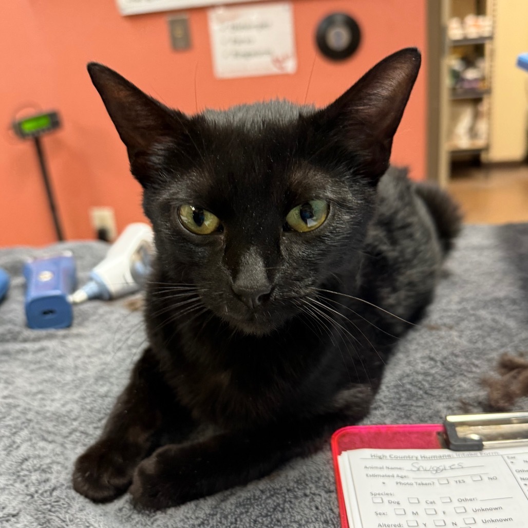 Snuggles - Sweet laidback girl!