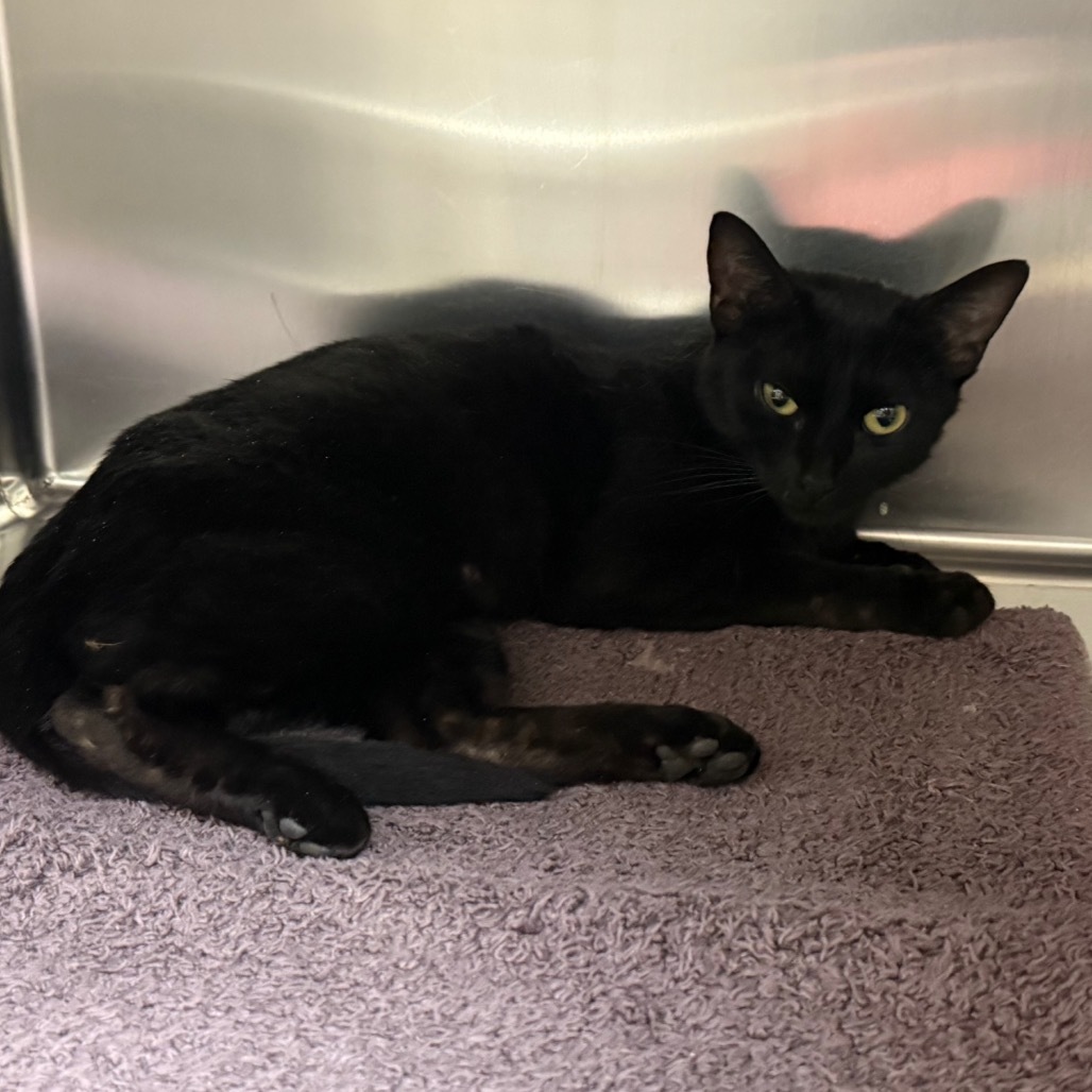 Snuggles - Sweet laidback girl!