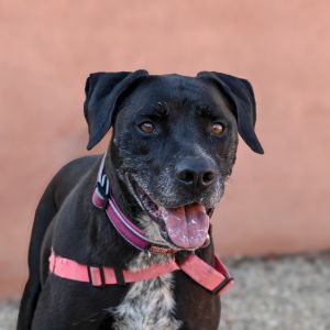 Hermione, Senior Female unknown