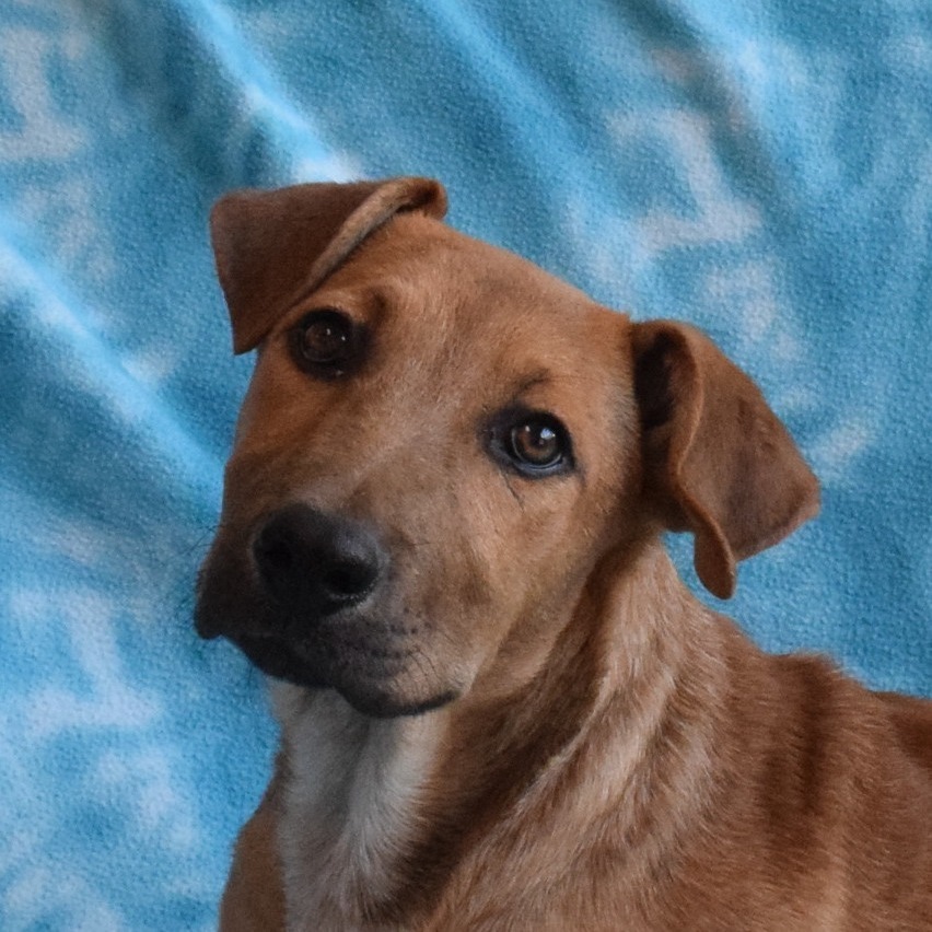Thairo, an adoptable Shepherd in Eureka, CA, 95503 | Photo Image 1