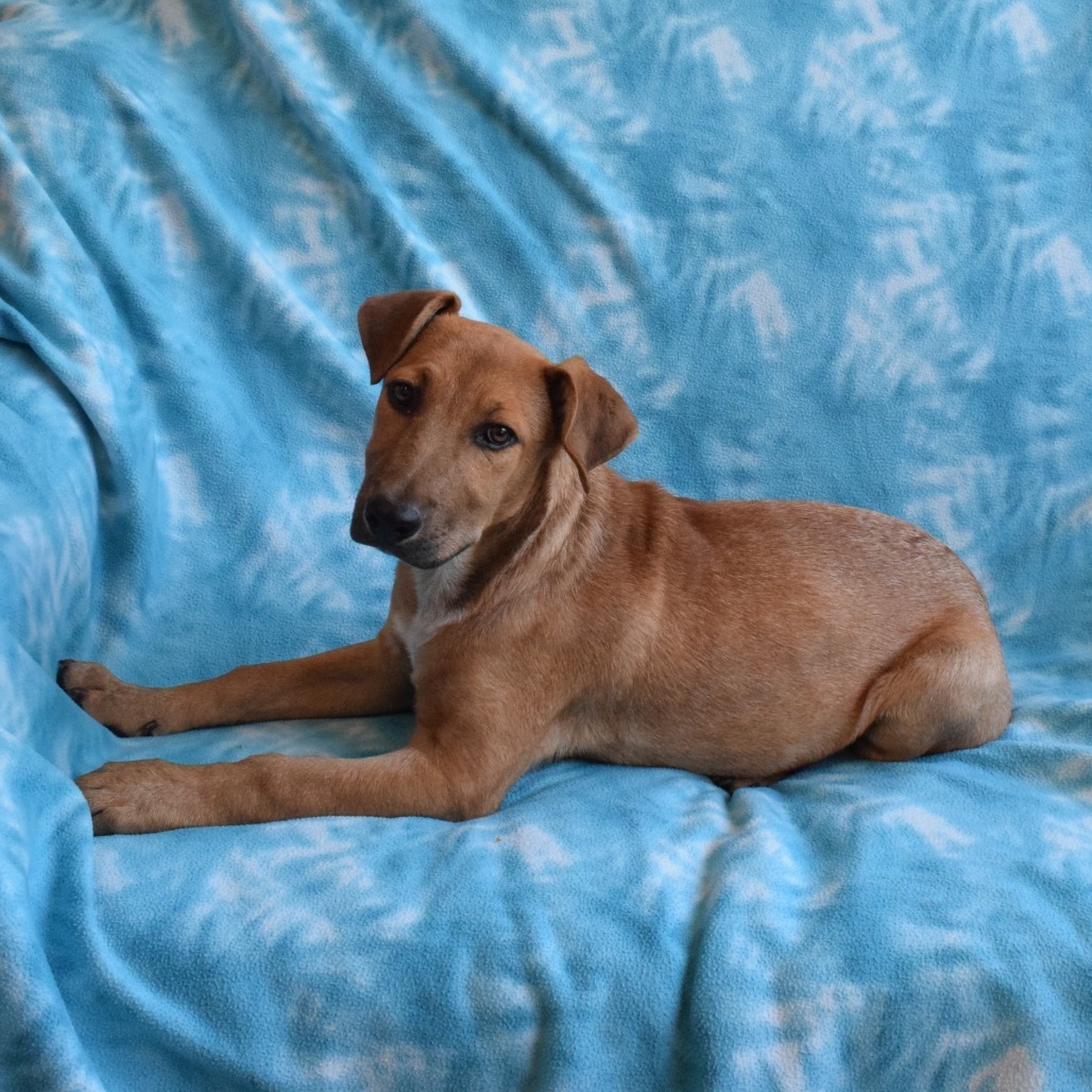 Thairo, an adoptable Shepherd in Eureka, CA, 95503 | Photo Image 2