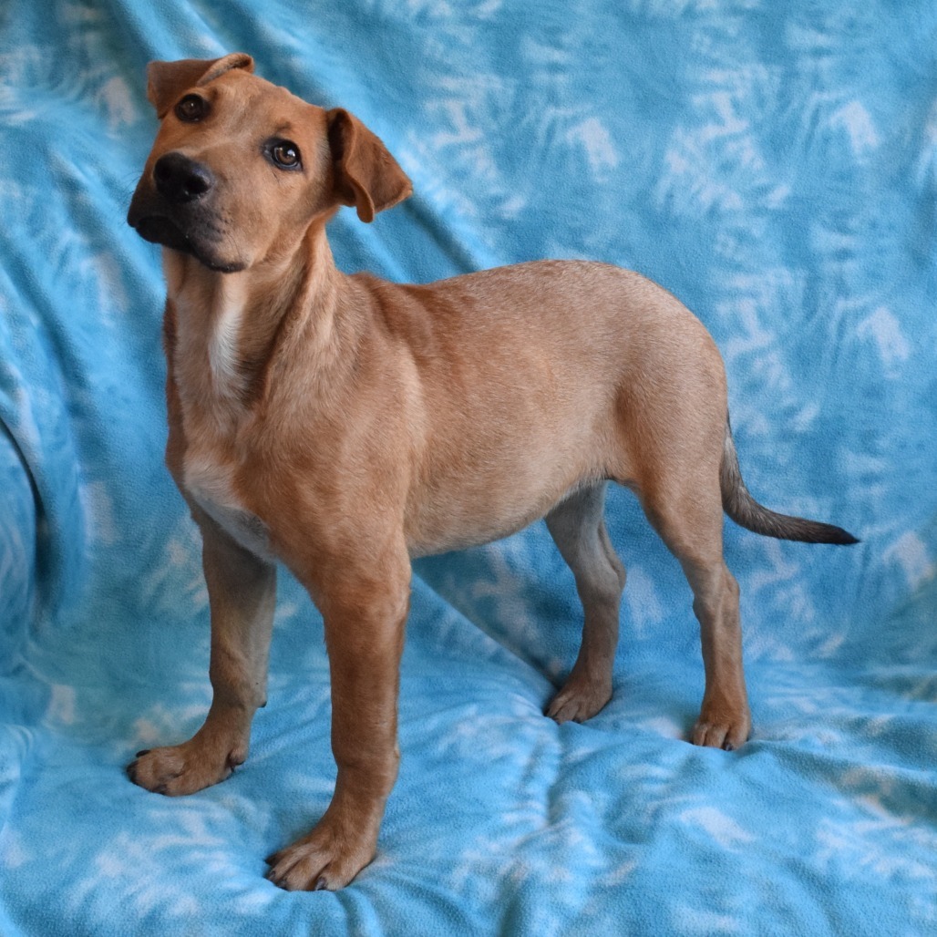 Thairo, an adoptable Shepherd in Eureka, CA, 95503 | Photo Image 3