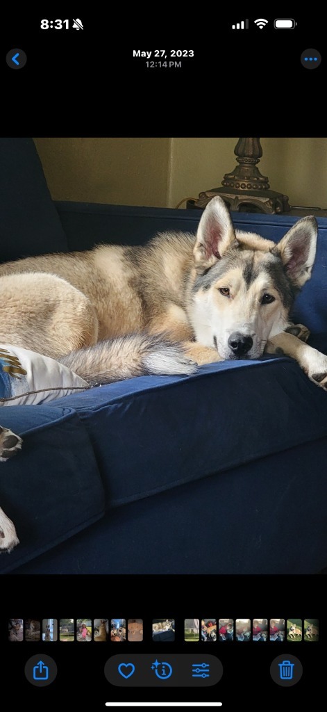 Leonidas