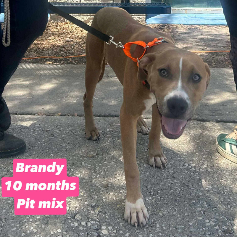 Brandy