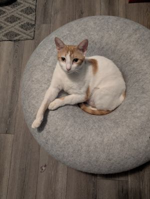 Barb, Adult Female unknown