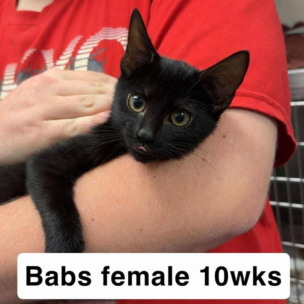 Babs