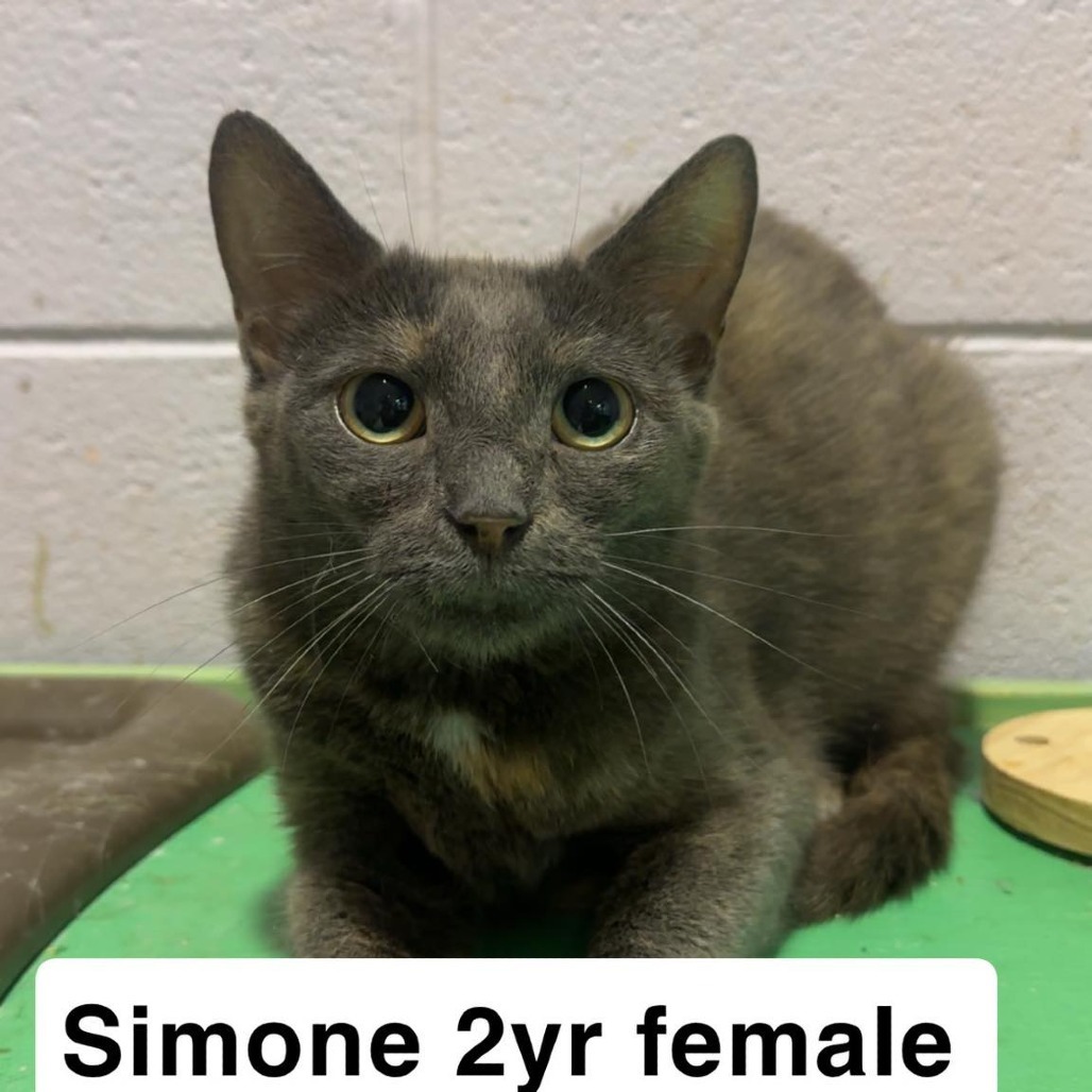 Simone