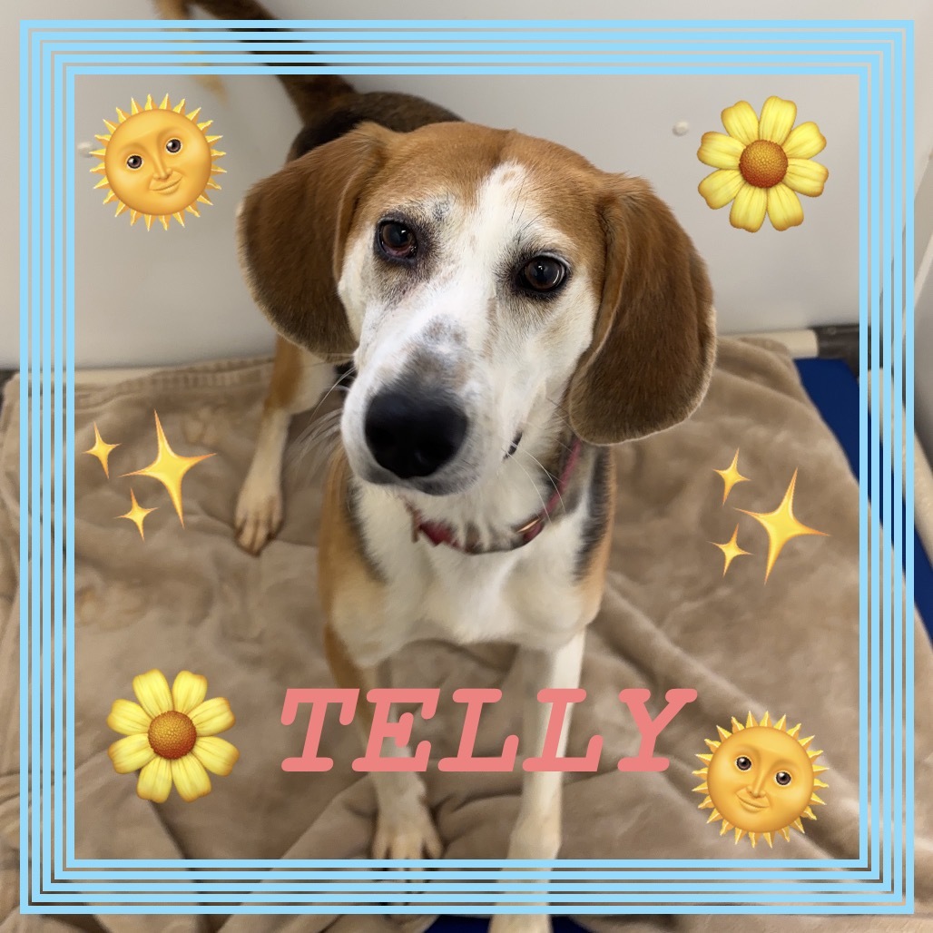 Telly