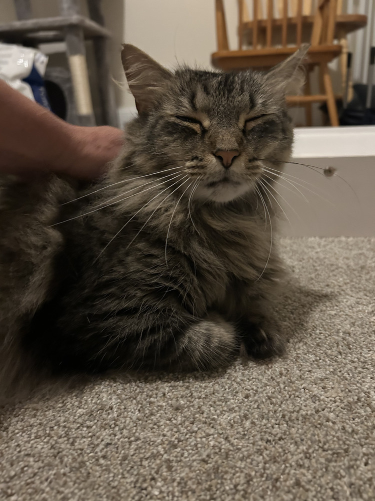 Frankie
