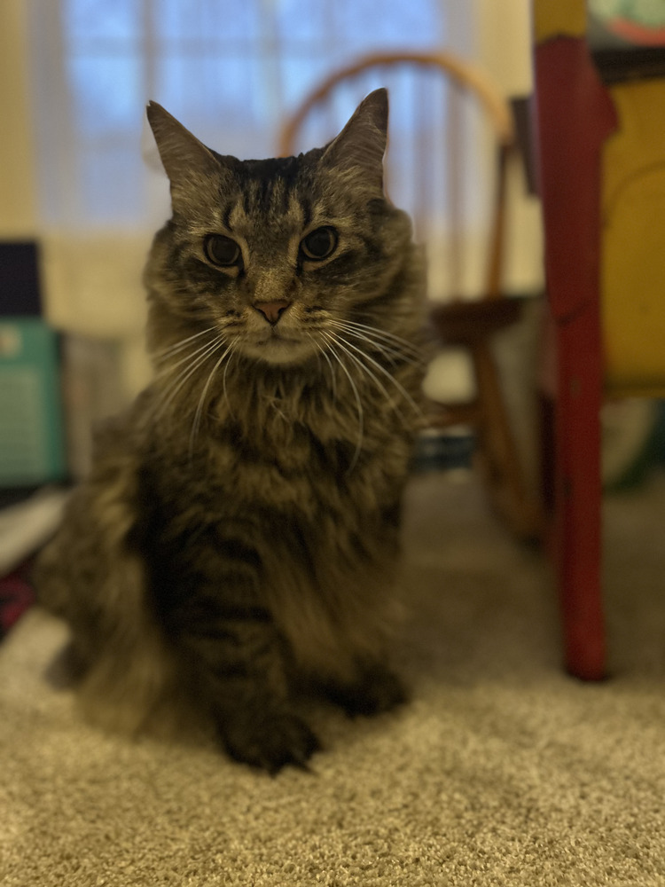 Frankie