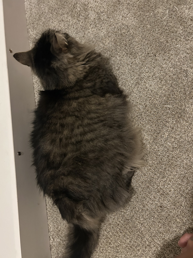 Frankie