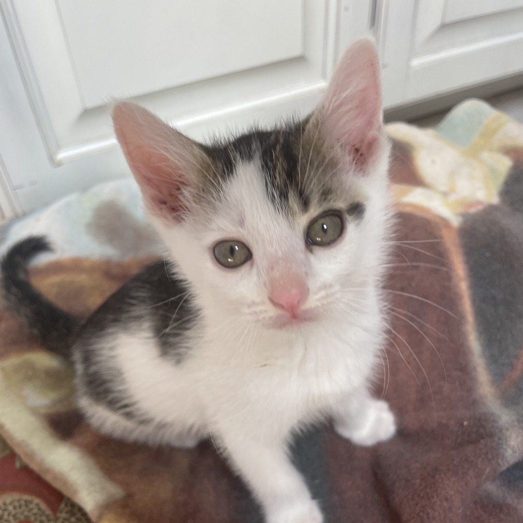 Basil