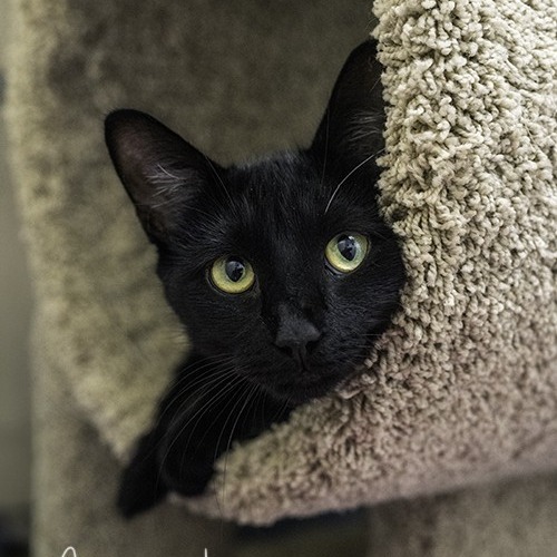 Blackie