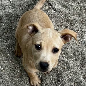 AAD New Arrival! Strudel - 25191, Baby Female unknown