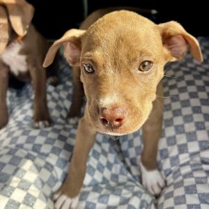 AAD New Arrival! Denali - 25186, Baby Male unknown