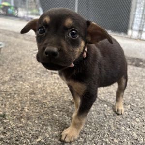 AAD New Arrival! Croissant - 25189, Baby Female unknown