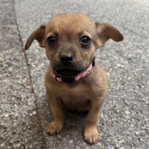 AAD New Arrival! Biscotti - 25188, Baby Female unknown