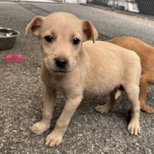 AAD New Arrival! Cannoli - 25193, Baby Male unknown