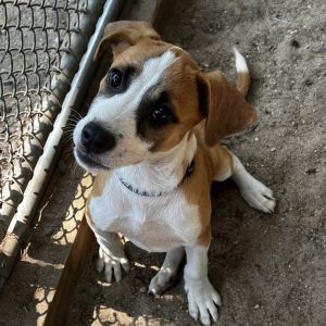AAD New Arrival! Kasper - 25181, Baby Male unknown