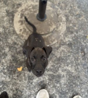 AAD New Arrival! Kipper - 25182, Baby Female unknown