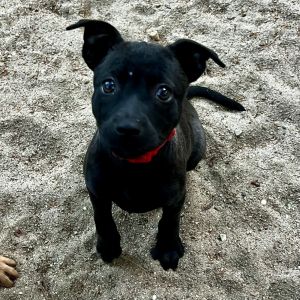 AAD New Arrival! Macaron - 25190, Baby Female unknown