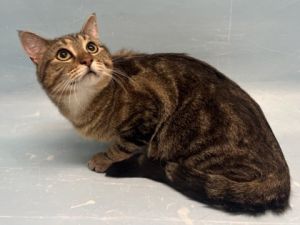 Romeo, Adult Male unknown