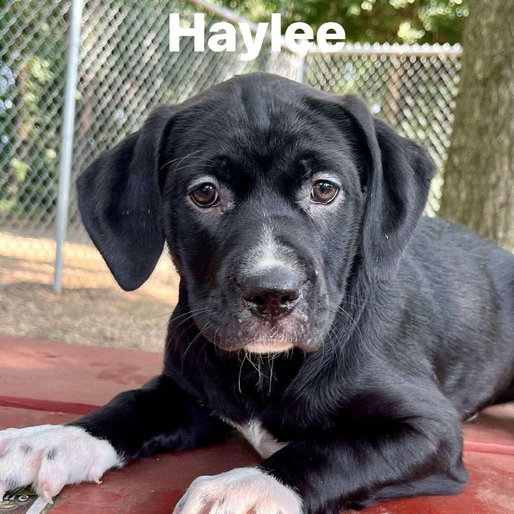 Haylee