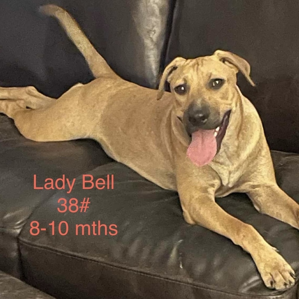 Lady Bell - Highway 118 pup