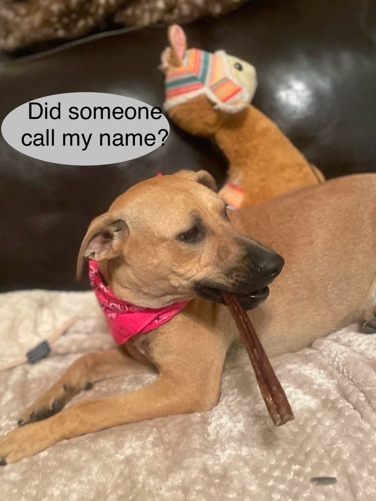 Lady Bell - Highway 118 pup