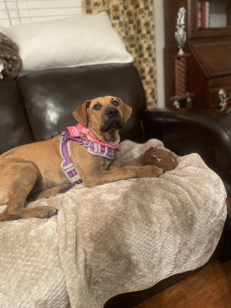 Lady Bell - Highway 118 pup