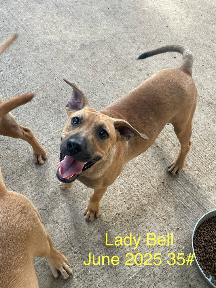 Lady Bell - Highway 118 pup