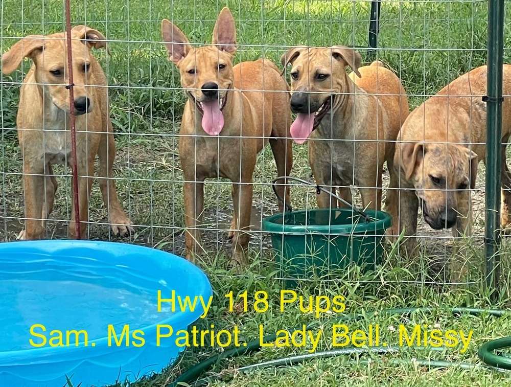 Lady Bell - Highway 118 pup