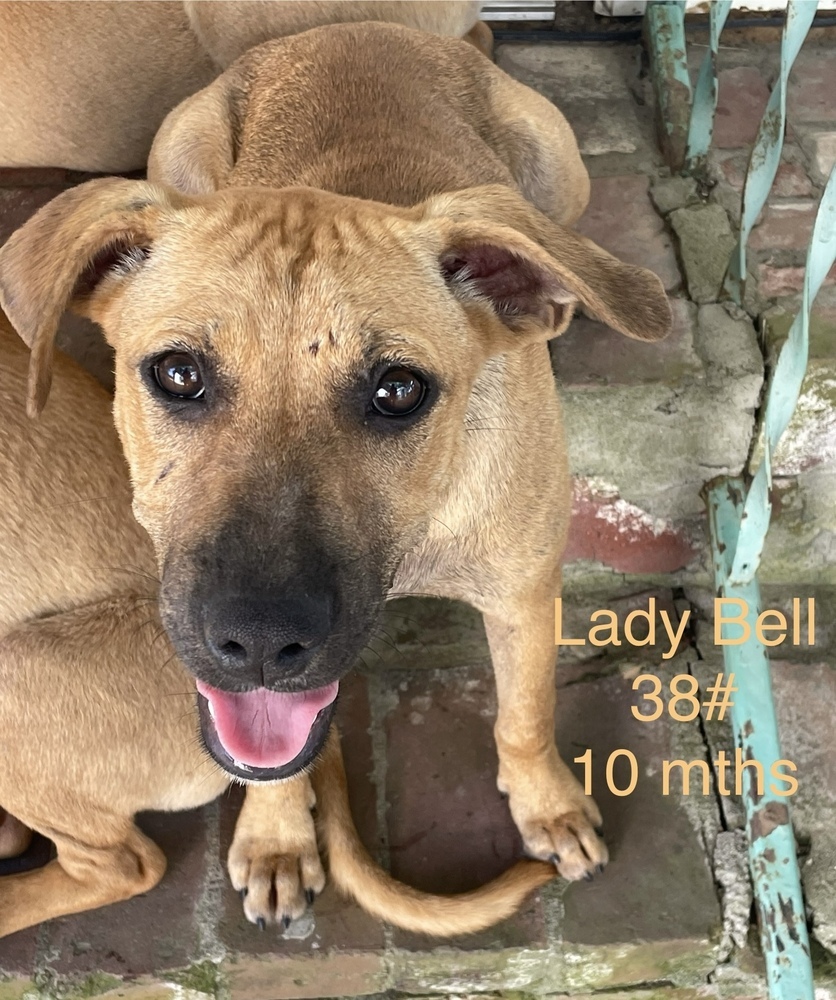 Lady Bell - Highway 118 pup