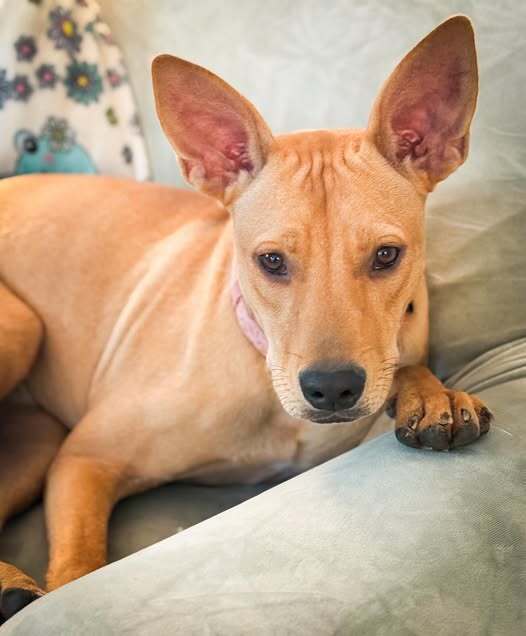 Ms. Patriot aka Liberty- highway 118 pup