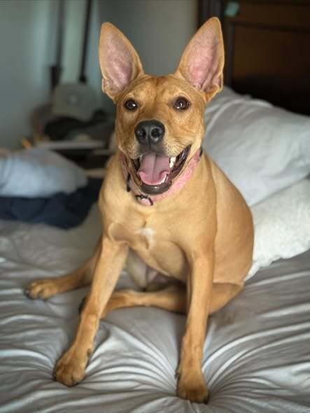 Ms. Patriot aka Liberty- highway 118 pup