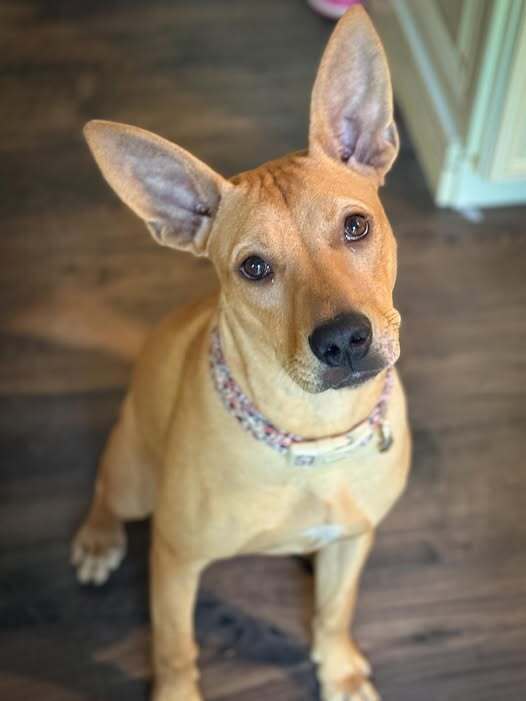 Ms. Patriot aka Liberty- highway 118 pup