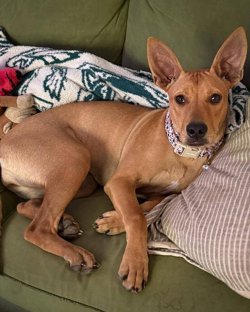 Ms. Patriot aka Liberty- highway 118 pup