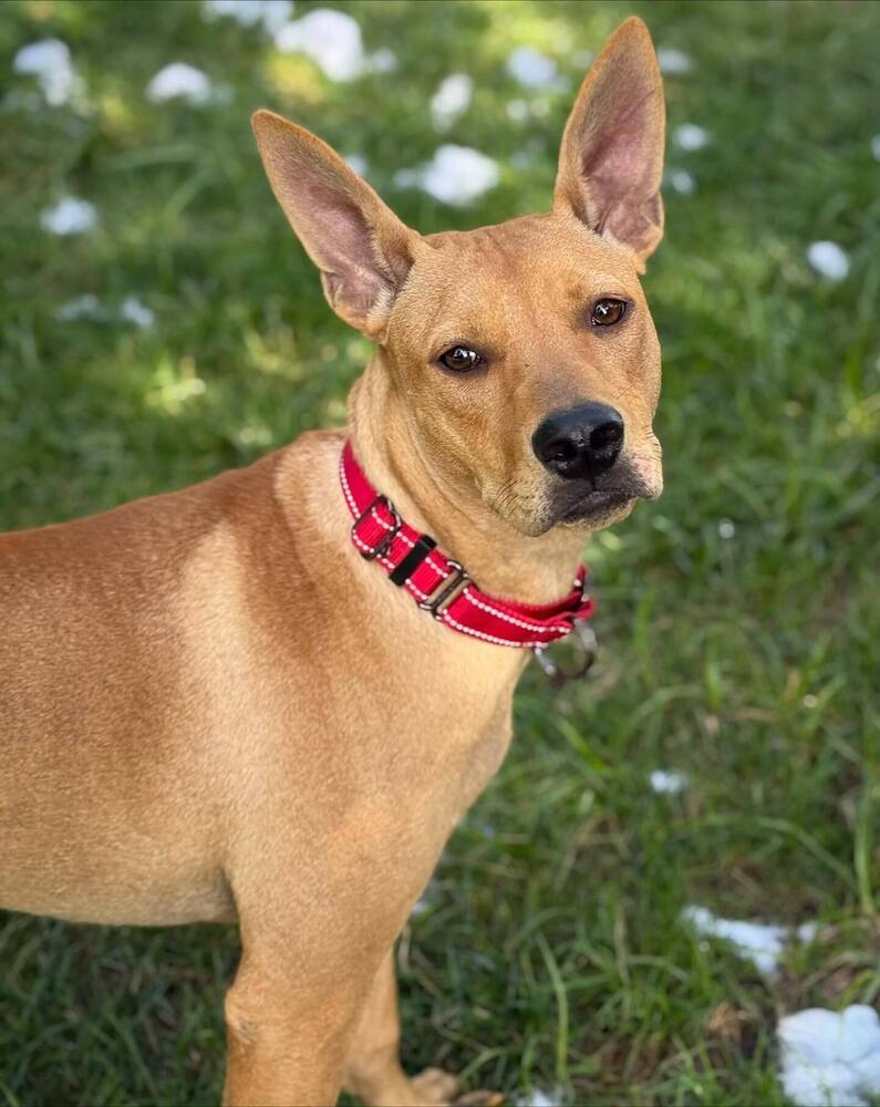 Ms. Patriot aka Liberty- highway 118 pup