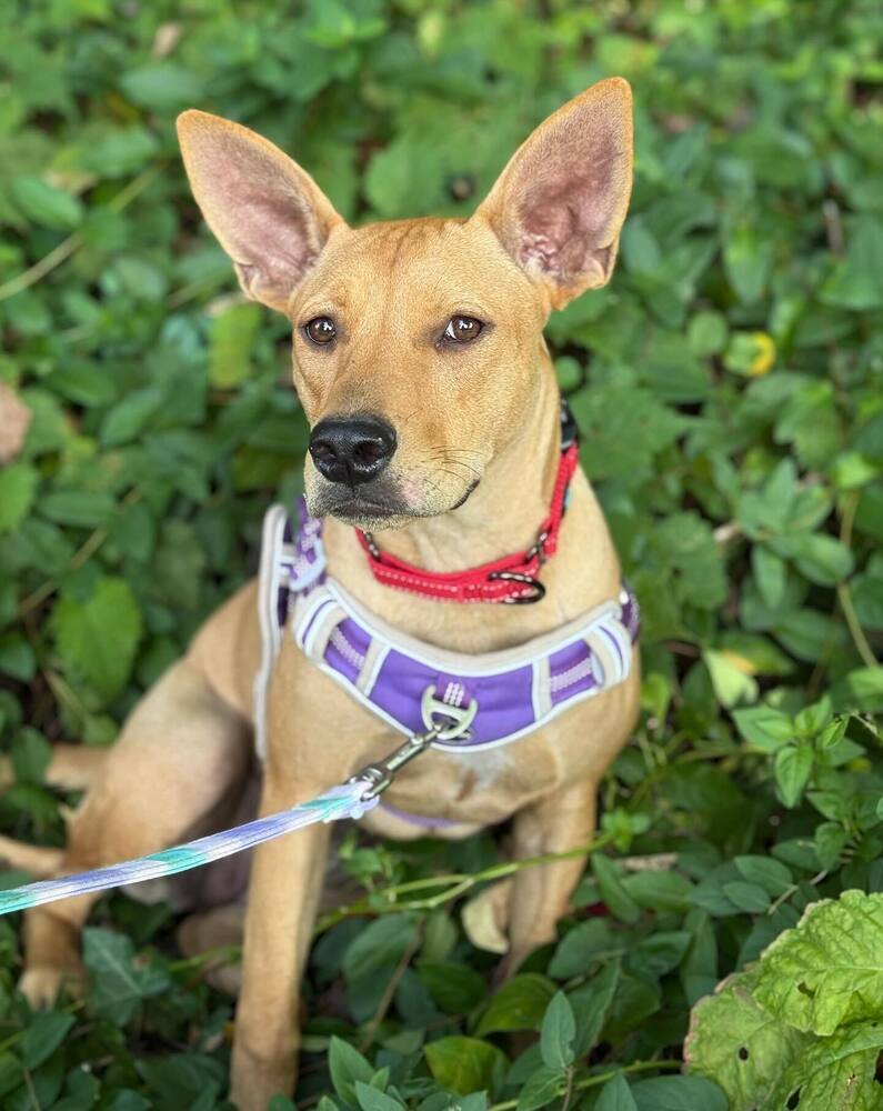 Ms. Patriot aka Liberty- highway 118 pup