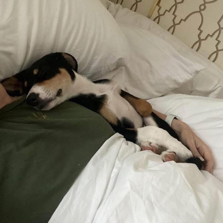 Pepper