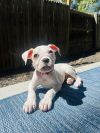 Cane photo 3