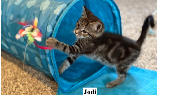 Jodi