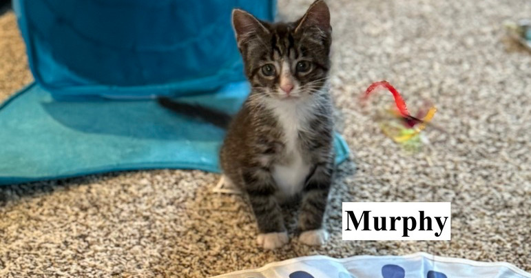 Murphy