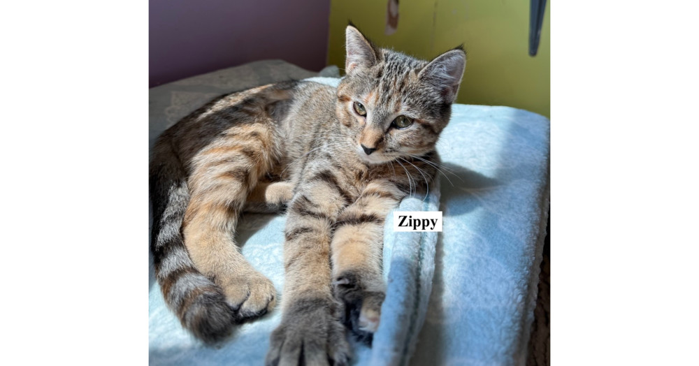 Zippy